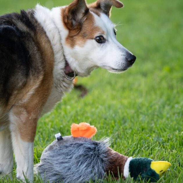 Petface Honking and Squeaky Duck Plush Dog Toy - Image 5